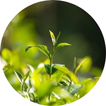 Aceite de Árbol de Té