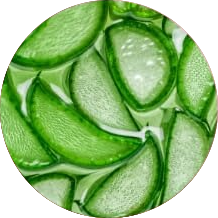 Extracto de Aloe